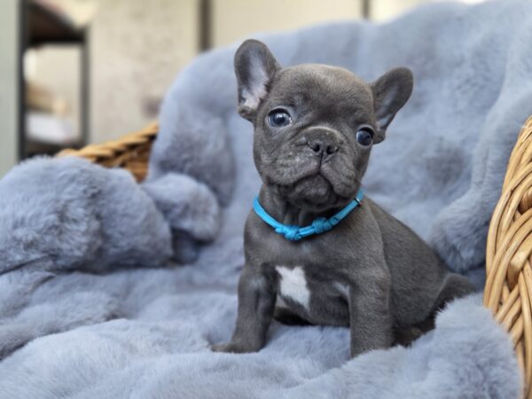 Timon French Bulldog Timon French Bulldog