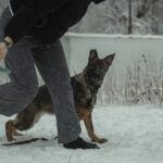 Trudis-female-German-shepherd-puppy-for-sale-1 (1)