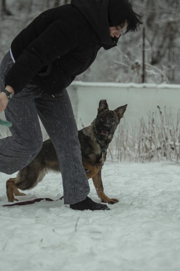 Trudis German Shepherd Trudis German Shepherd