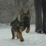 Trudis-female-German-shepherd-puppy-for-sale-1 (2)