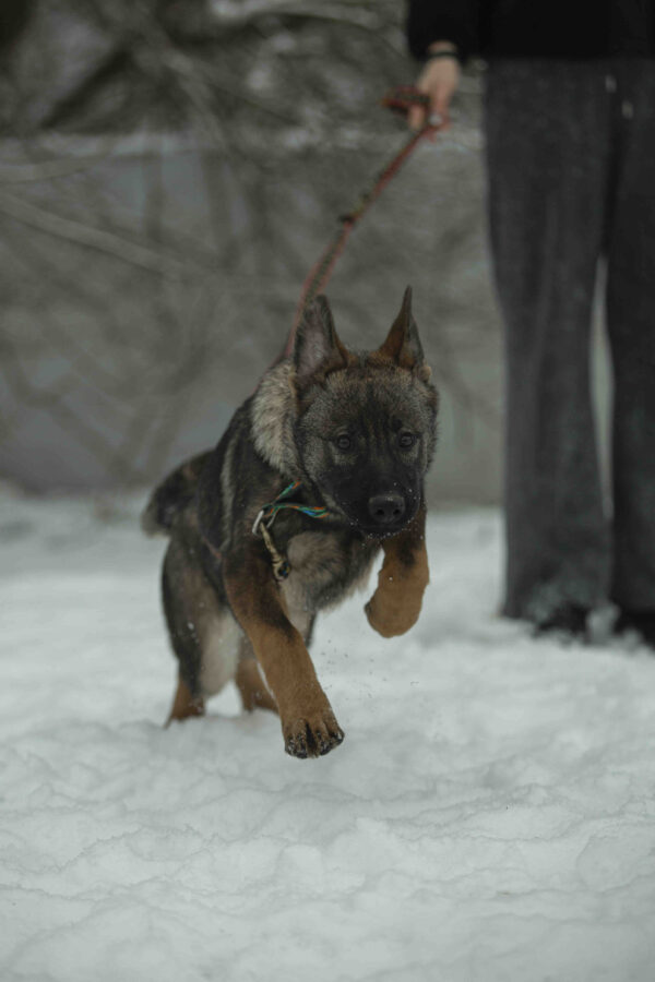 Trudis German Shepherd Trudis German Shepherd