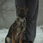 Trudis-female-German-shepherd-puppy-for-sale-1 (3)