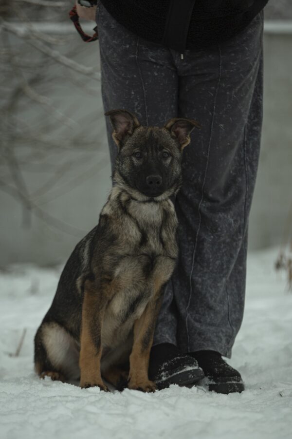 Trudis German Shepherd Trudis German Shepherd