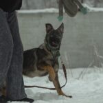 Trudis-female-German-shepherd-puppy-for-sale-1 (4)