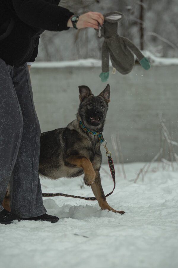 Trudis German Shepherd Trudis German Shepherd