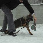 Trudis-female-German-shepherd-puppy-for-sale-1 (5)