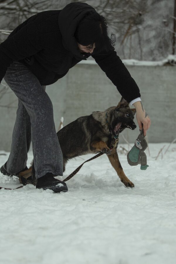 Trudis German Shepherd Trudis German Shepherd