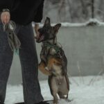 Trudis-female-German-shepherd-puppy-for-sale-1 (6)