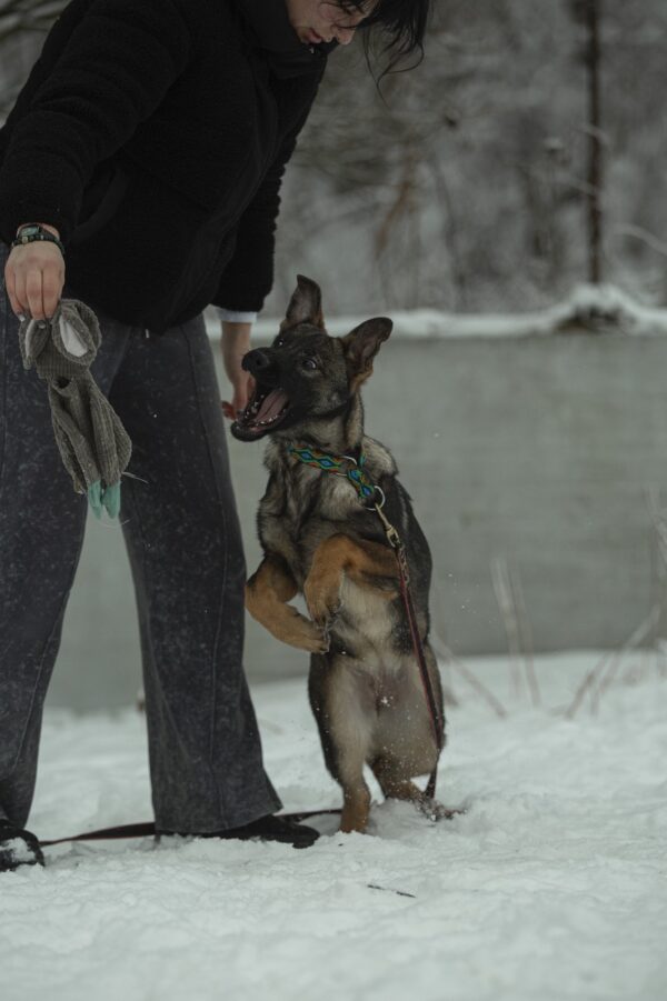 Trudis German Shepherd Trudis German Shepherd