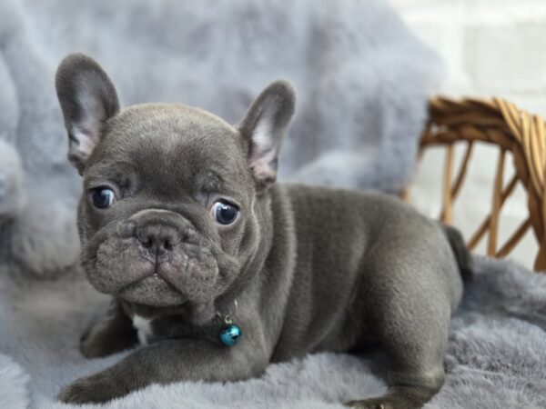 Ukrop French Bulldog Ukrop French Bulldog
