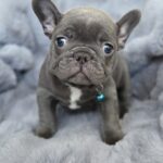 Ukrop-male-french-bulldog-puppy-for-sale-1 (2)