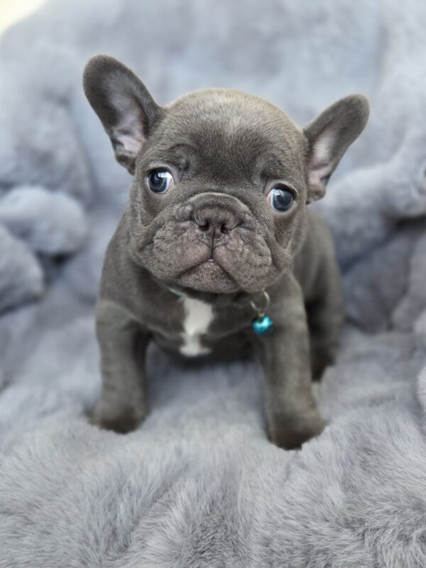 Ukrop French Bulldog Ukrop French Bulldog