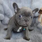 Ukrop-male-french-bulldog-puppy-for-sale-1 (3)