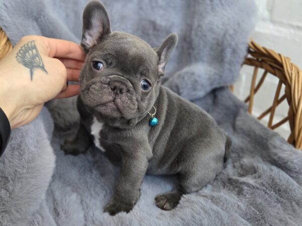 Ukrop French Bulldog Ukrop French Bulldog