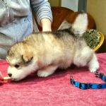 Ulaff-male-Alaskan-Malamute-puppy-for-sale-1