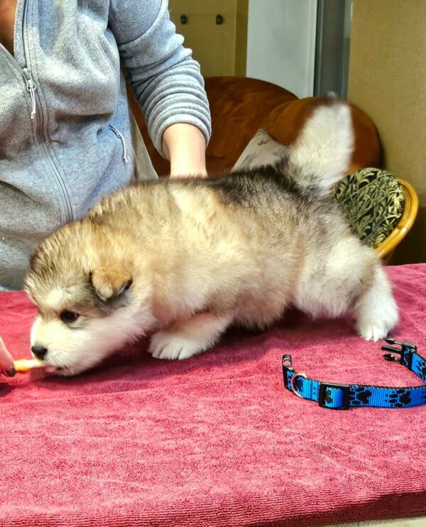 Ulaff Alaskan Malamute Ulaff Alaskan Malamute