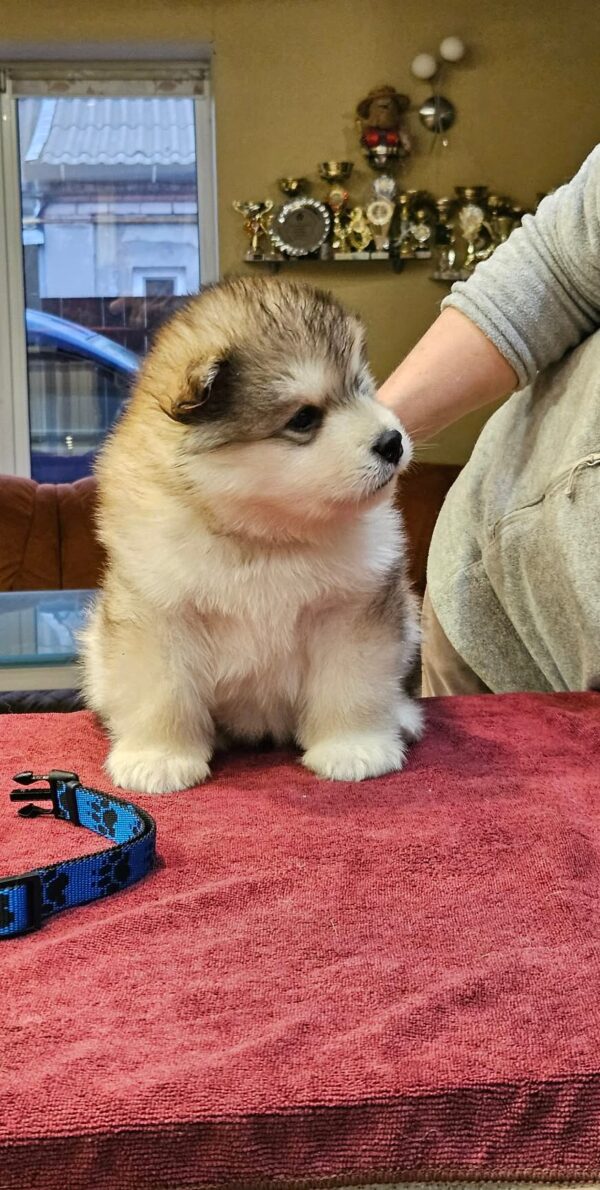 Ulaff Alaskan Malamute Ulaff Alaskan Malamute