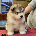 Ulaff-male-Alaskan-Malamute-puppy-for-sale-3