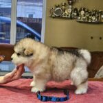 Ulaff-male-Alaskan-Malamute-puppy-for-sale-4