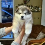Ulaff-male-Alaskan-Malamute-puppy-for-sale-5