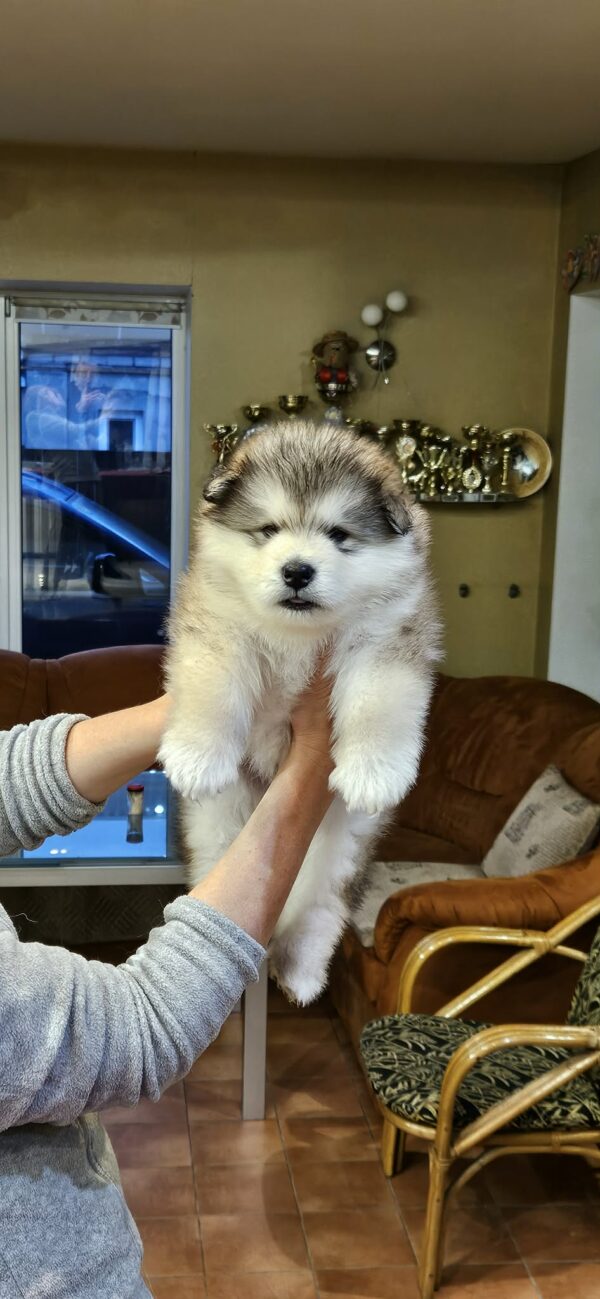 Ulaff Alaskan Malamute Ulaff Alaskan Malamute