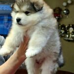 Ulaff-male-Alaskan-Malamute-puppy-for-sale-6