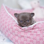 Valencia-female-chihuahua-puppy-for-sale-1 (1)