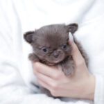 Valencia-female-chihuahua-puppy-for-sale-1 (2)