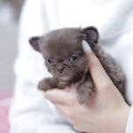 Valencia-female-chihuahua-puppy-for-sale-1 (3)