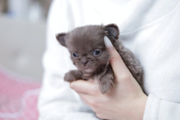 Valencia Chihuahua Valencia Chihuahua