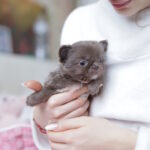 Valencia-female-chihuahua-puppy-for-sale-1 (4)