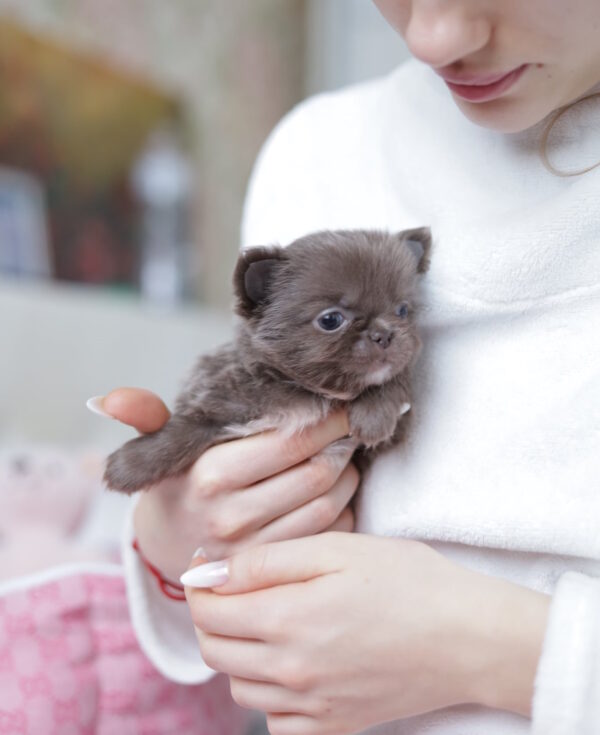 Valencia Chihuahua Valencia Chihuahua