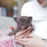 Valencia-female-chihuahua-puppy-for-sale-1 (5)