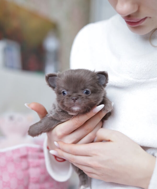 Valencia Chihuahua Valencia Chihuahua