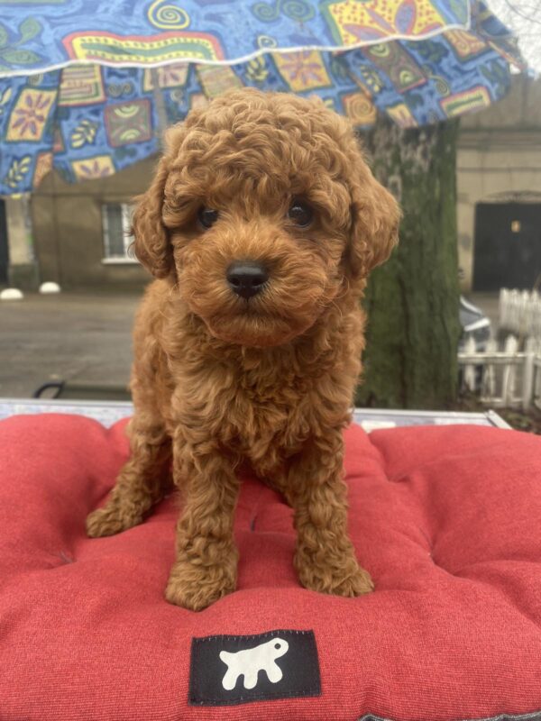 Vali Toy Poodle Vali Toy Poodle