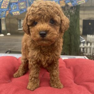 Vali Toy Poodle Vali Toy Poodle