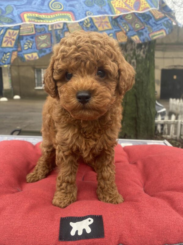 Vali Toy Poodle Vali Toy Poodle