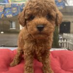 Vali-male-toy-poodle-puppy-for-sale-1 (4)