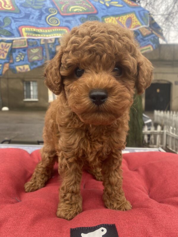 Vali Toy Poodle Vali Toy Poodle