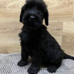 Vanc-male-giant-schnauzer-puppy-for-sale-1 (1)