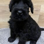 Vanc-male-giant-schnauzer-puppy-for-sale-1 (2)