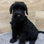 Vanc-male-giant-schnauzer-puppy-for-sale-1 (3)