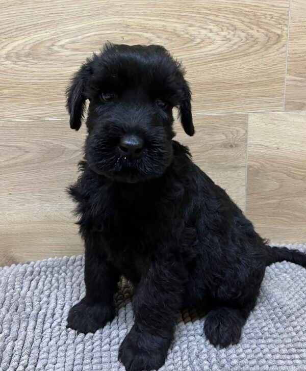 Vanc Giant Schnauzer Vanc Giant Schnauzer