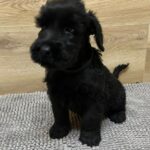 Vanc-male-giant-schnauzer-puppy-for-sale-1 (4)