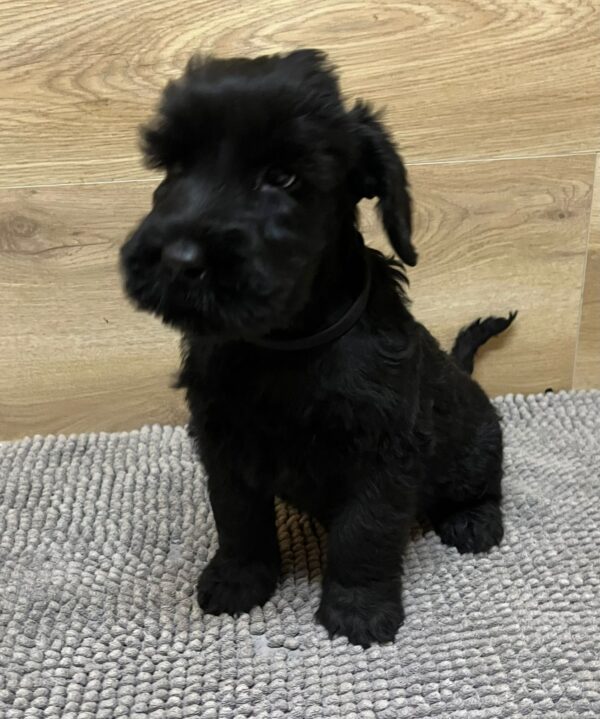 Vanc Giant Schnauzer Vanc Giant Schnauzer