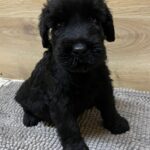 Vanc-male-giant-schnauzer-puppy-for-sale-1 (5)