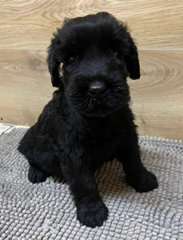 Vanc Giant Schnauzer Vanc Giant Schnauzer