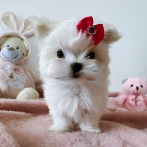 Vanessa Maltese Vanessa Maltese