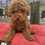 Vian-male-toy-poodle-puppy-for-sale-1 (1)