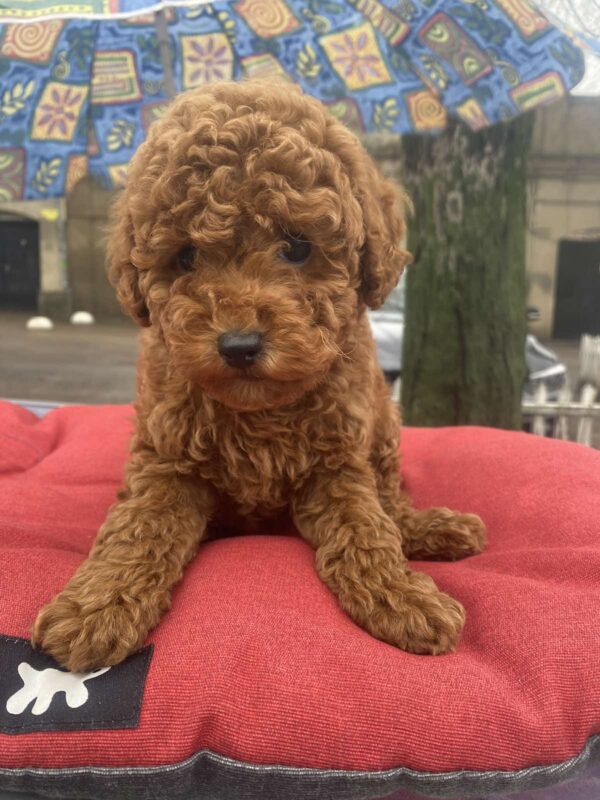 Vian Toy Poodle Vian Toy Poodle